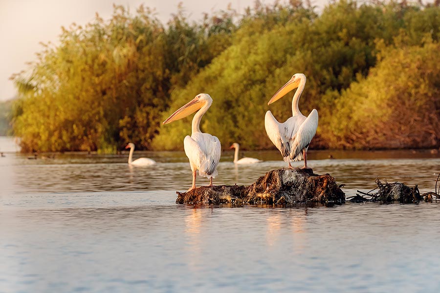 Pelicani in Delta Dunarii la Gura Portitei